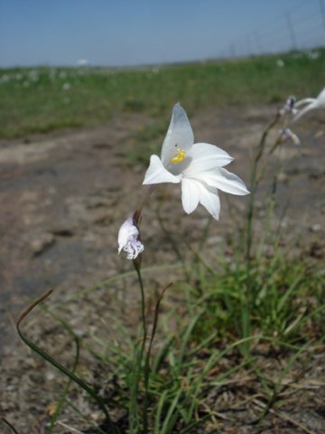 Gladiolus robertsoniae leaves